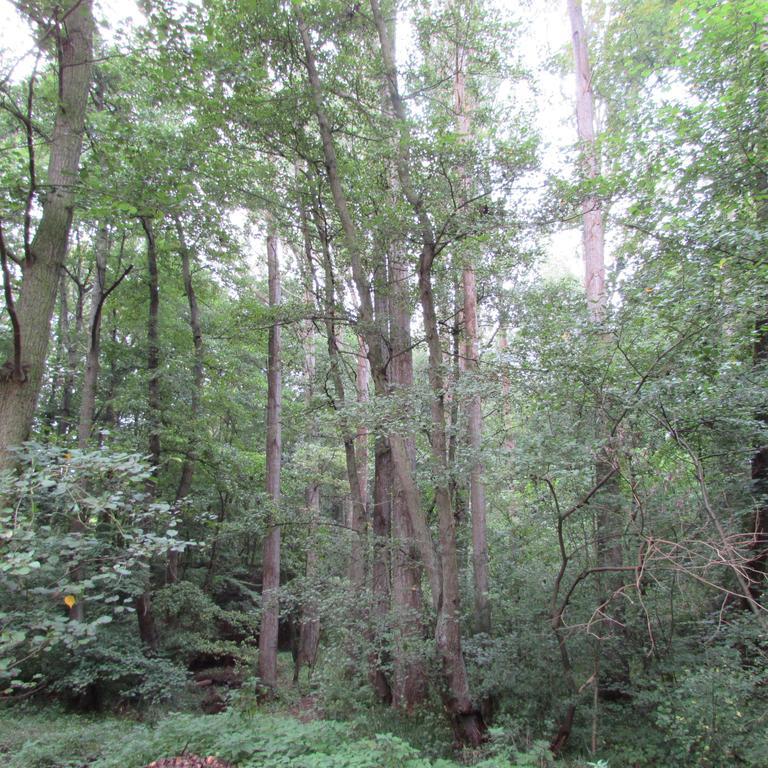 Eifel-Landhaus Ferienwohnungen "Em Gardestueffje" Mechernich Phòng bức ảnh